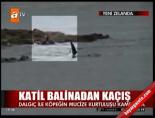 katil balina - Katil balinadan kaçış anı Videosu