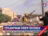 Ceylanpınar diken üstünde online video izle