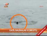 Katil balinalar korkuttu