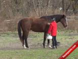 11 eylul teror saldirilari - Atlarla Gelen Sağlık Videosu