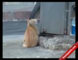 yarali guvercin - Kedinin Güvercin Avı Videosu