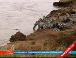 Timsahların Zebra Avı