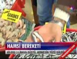 Hamsi bereketi
