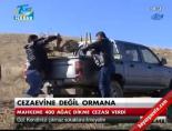 Cezevine değil ormana