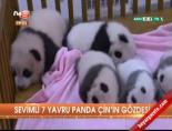 panda - Sevimli 7 yavru panda Çin'in gözdesi Videosu