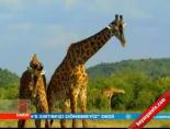 Zürafaların Dövüşü Tıklanma Rekoru Kırıyor