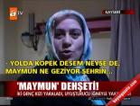 Kayseri'de maymun dehşeti online video izle