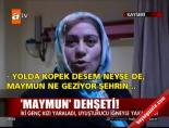 Kayseri'de maymun dehşeti