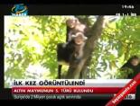 altin maymun - İlk kez görüntülendi Videosu