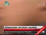 Öğrencilere maymun saldırdı