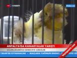 Antalya'da kanaryalar yarıştı