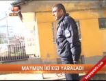 Maymun iki kızı yaraladı