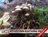 koygocuren - Dünyanın en zehirli mantarı İstanbul'da Videosu