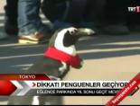tokyo - Dikkat! Penguenler geçiyor Videosu