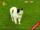 Fenerbahçe-Göztepe Maçında Sahaya Kedi Girdi