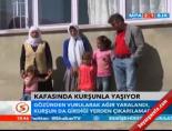 Kafasında kurşunla yaşıyor