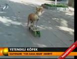 yetenekli kopek - Yetenekli köpek Videosu