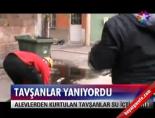 Tavşanlar yanıyordu