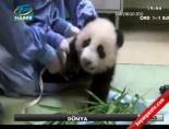 panda - Pandaya chek up Videosu