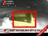 Kurt, koyunlara böyle saldırdı