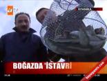 istanbul bogazi - Boğaz'da 'istavrit' akını Videosu