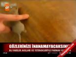 İnanılmaz fareler!