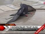 selimiye camii - Güvercinler telef oldu Videosu