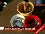 Boğaz'da balık bereketi
