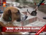 İzmir'de 12 kedi öldürüldü