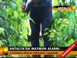 Antalya'da maymun alarmı