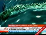 Balina köpekbalığı kurtarıldı