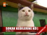 kedi kosku - Sokak kedilerine köşk Videosu