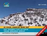 Aç kalan vaşaklar şehre indi