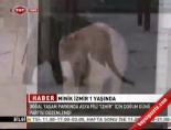 hayvan - Minik İzmir 1 Yaşında Videosu