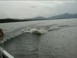 hayvan - Su Aygırı Tekneyi Kovalıyor Videosu
