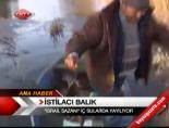 israil baligi - İstilacı Balık Videosu
