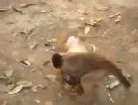 sevimli hayvanlar - Köpekle maymunun güreşi Videosu