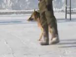 Rus Ordusunda Özel Köpek Eğitimi