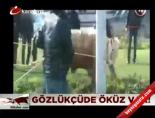 azerbaycan - Gözlükçüde öküz var! Videosu