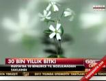 sibirya - 30 bin yıllık tohum yeniden çiçek açtı Videosu