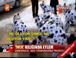 gdo yonetmeligi - 'İnek' kılığında protesto! Videosu