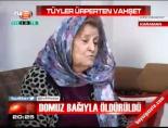 Domuz bağıyla öldürüldü