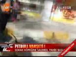 sokak kopegi - Pitbull vahşeti! Videosu