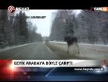 moskova - Geyik Arabaya Böyle Çarptı Videosu