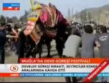deve guresi - Muğla'da deve güreşi festivali Videosu