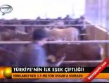esek ciftligi - Türkiye'nin ilk eşek çiftliği! Videosu