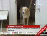 Bolluca hayvan barınağı