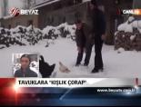Tavuklara Kışlık Çorap
