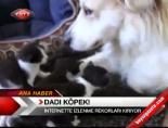Dadı Köpek !