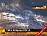 Fındık budama cezası!